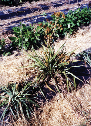 Rattelsnake Master Plant