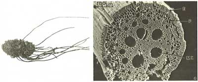 Micrograph of root